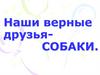 Наши верные друзья - собаки