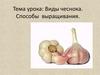 Виды чеснока. Способы выращивания