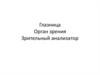 Глазница. Орган зрения. Зрительный анализатор