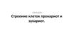 Строение клеток прокариот и эукариот