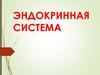 Эндокринная система человека
