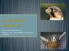 Сапсан (Falco peregrinus)
