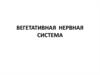 Вегетативная нервная система
