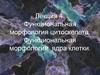 Функциональная морфология цитоскелета. Функциональная морфология ядра клетки