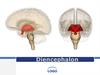 Diencephalon. Структуры промежуточного мозга