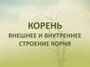 Корень. Внешнее и внутреннее строение корня