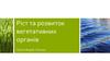 Ріст та розвиток вегетативних органів рослин