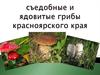 Съедобные и ядовитые грибы Красноярского края