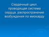 Сердечный цикл, проводящая система сердца, распространение возбуждения по миокарду
