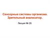 Сенсорные системы организма. Зрительный анализатор. Лекция № 28