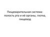 Пищеварительная система. Полость рта и её органы, глотка, пищевод