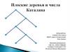 Плоские деревья и числа Каталана