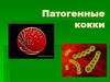 Патогенные кокки