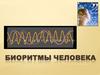 Биоритмы человека