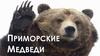 Команда Приморские Медведи