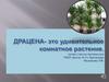 Драцена - это удивительное комнатное растение