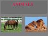 Animals