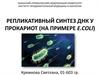 Репликативный синтез ДНК у прокариот (на примере E.COLI)