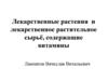 Лекарственные растения и лекарственное растительное сырьё, содержащие витамины