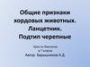 Общие признаки хордовых животных. Ланцетник. Подтип черепные