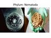 Phylum: Nematoda