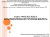 Филогенез бранхиогенной группы желез