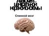 Анатомия центральной нервной системы. Спинной мозг
