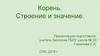 Корень. Строение и значение