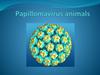 Papillomavirus animals