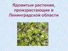 Ядовитые растения, произрастающие в Ленинградской области