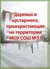 Деревья и кустарники, произрастающие на территории школы (1)