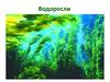 Водоросли