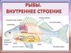 Рыбы. Внутреннее строение