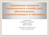 Сравнение строения позвоночного столба рыб, земноводных, млекопитающих и человека