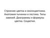 Строение цветка и околоцветника. Анатомия тычинки и пестика. Типы завязей. Диаграммы и формулы цветка. Соцветия