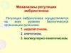 Механизмы регуляции эмбриогенеза