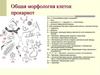 Общая морфология клеток прокариот