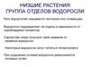 Низшие растения. Водоросли