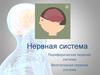 Нервная система. Периферическая нервная система. Вегетативная нервная система