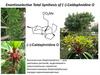 Enantioselective Total Synthesis of (−)-Caldaphnidine O