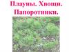 Плауны. Хвощи. Папоротники