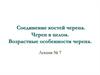 Соединение костей черепа. Череп в целом. Возрастные особенности черепа. Лекция № 7