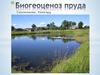 Биогеоценоз пруда