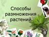 Способы размножения растений