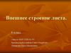 Внешнее строение листа
