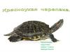 Красноухая черепаха