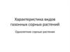 Характеристика видов газонных сорных растений. Однолетние сорные растения