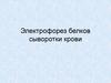 Электрофорез белков сыворотки крови