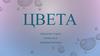Цвета