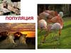 Популяция, как форма существования вида